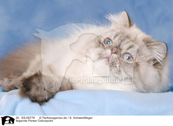 liegende Perser Colourpoint / lying Persian Cat Colourpoint / SS-09779