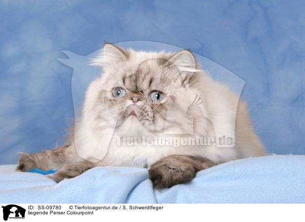 liegende Perser Colourpoint / lying Persian Cat Colourpoint / SS-09780