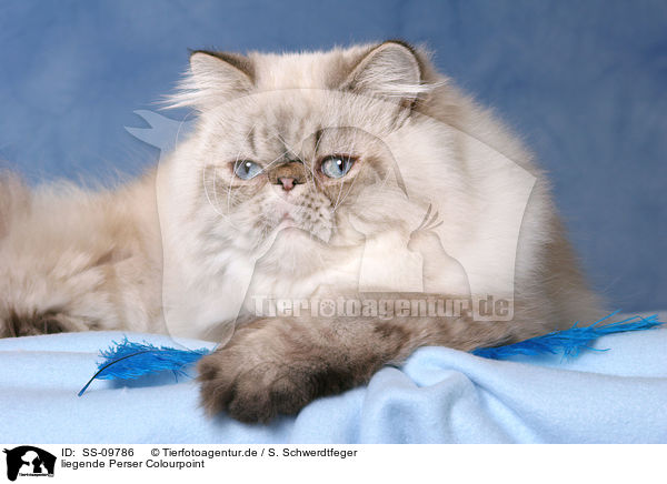 liegende Perser Colourpoint / lying Persian Cat Colourpoint / SS-09786