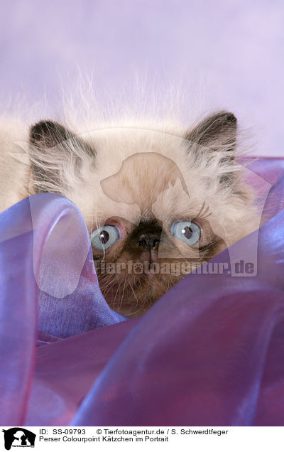 Perser Colourpoint Ktzchen im Portrait / persian kitten colourpoint portrait / SS-09793