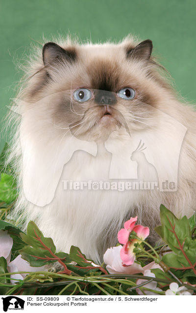 Perser Colourpoint Portrait / Persian Cat Colourpoint Portrait / SS-09809