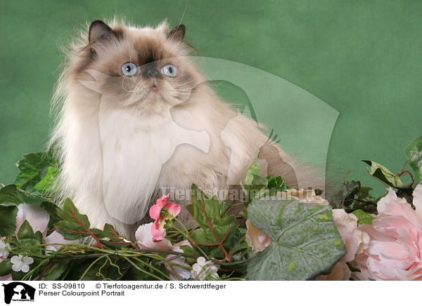 Perser Colourpoint Portrait / Persian Cat Colourpoint Portrait / SS-09810