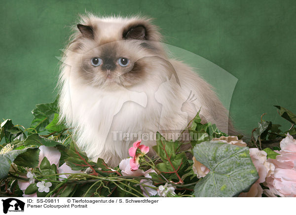 Perser Colourpoint Portrait / Persian Cat Colourpoint Portrait / SS-09811