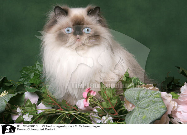 Perser Colourpoint Portrait / Persian Cat Colourpoint portrait / SS-09813