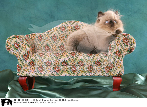 Perser Colourpoint Ktzchen auf Sofa / persian kitten colourpoint on sofa / SS-09814