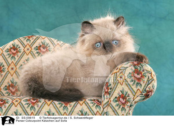 Perser Colourpoint Ktzchen auf Sofa / persian kitten colourpoint on sofa / SS-09815