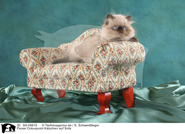 Perser Colourpoint Ktzchen auf Sofa / persian kitten colourpoint on sofa / SS-09816