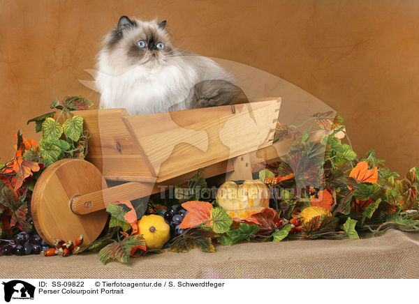 Perser Colourpoint Portrait / persian cat colourpoint portrait / SS-09822
