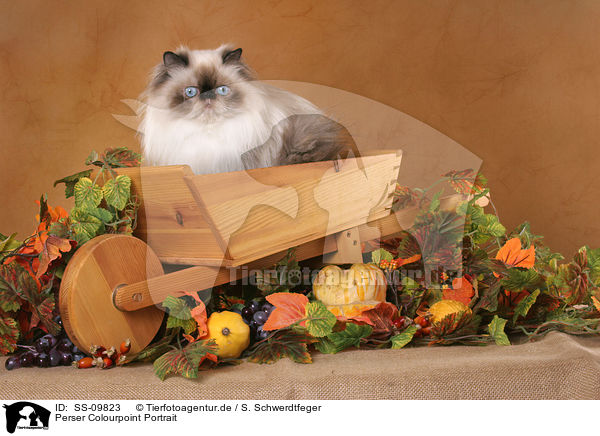 Perser Colourpoint Portrait / persian cat colourpoint portrait / SS-09823