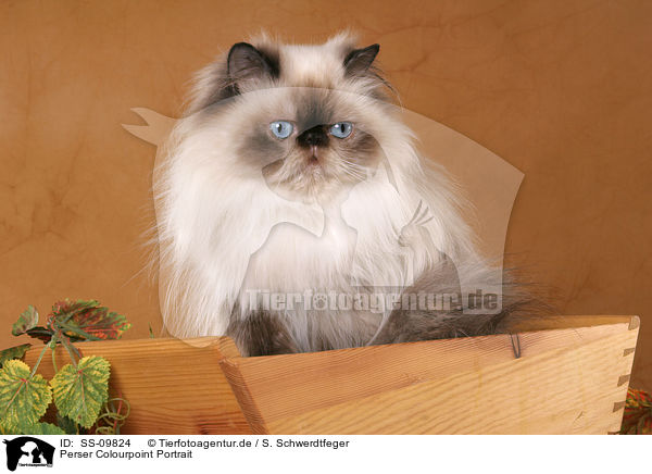 Perser Colourpoint Portrait / persian cat colourpoint portrait / SS-09824
