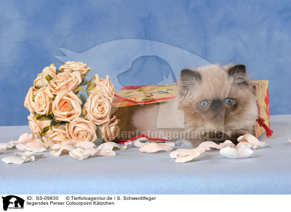 liegendes Perser Colourpoint Ktzchen / lying persian kitten colourpoint / SS-09830