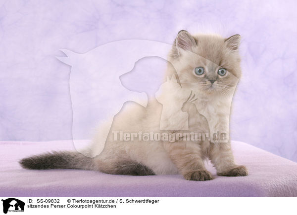 sitzendes Perser Colourpoint Ktzchen / sitting persian kitten colourpoint / SS-09832