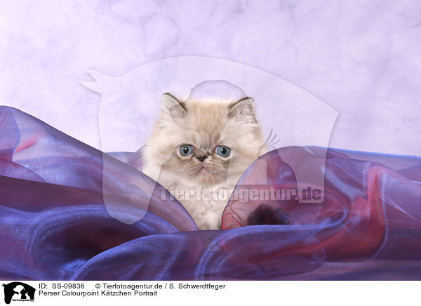 Perser Colourpoint Ktzchen Portrait / persian kitten colourpoint portrait / SS-09836
