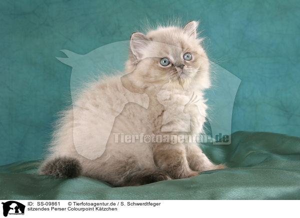 sitzendes Perser Colourpoint Ktzchen / sitting persian kitten colourpoint / SS-09861