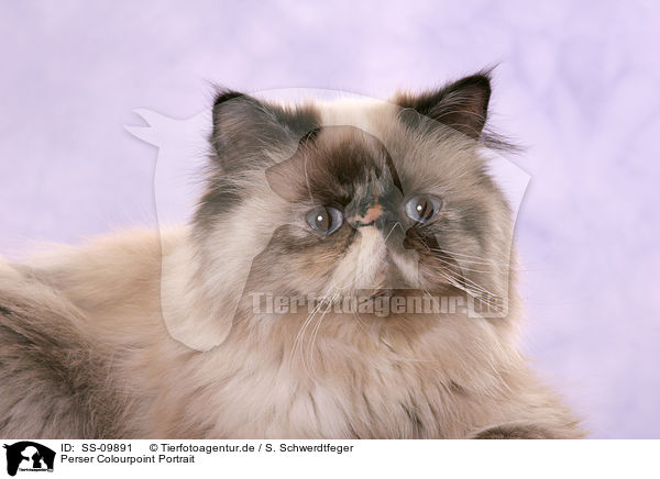 Perser Colourpoint Portrait / persian cat colourpoint Portrait / SS-09891