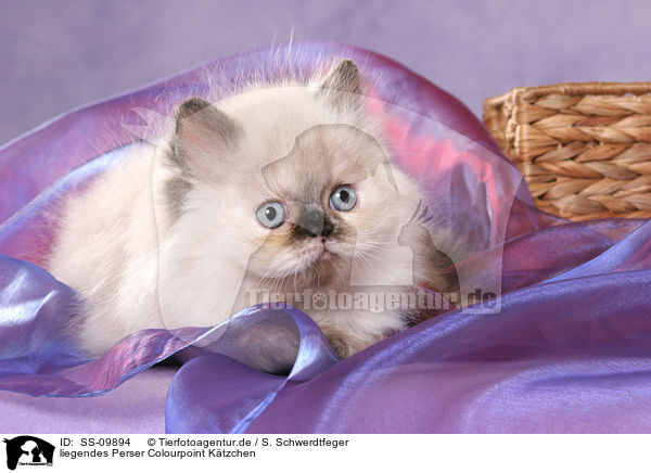liegendes Perser Colourpoint Ktzchen / lying persian kitten colourpoint / SS-09894