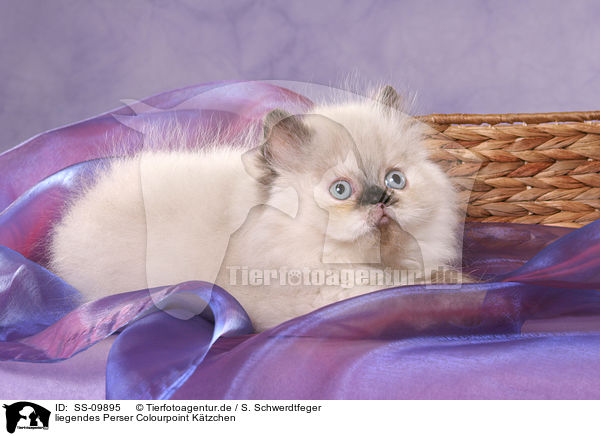 liegendes Perser Colourpoint Ktzchen / lying persian kitten colourpoint / SS-09895