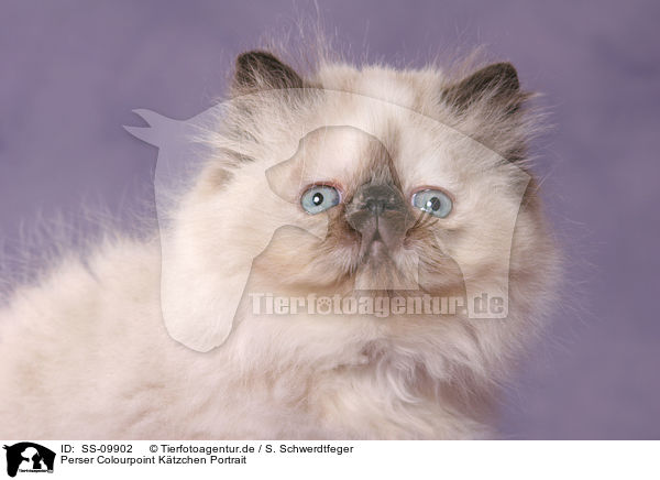 Perser Colourpoint Ktzchen Portrait / persian kitten colourpoint portrait / SS-09902