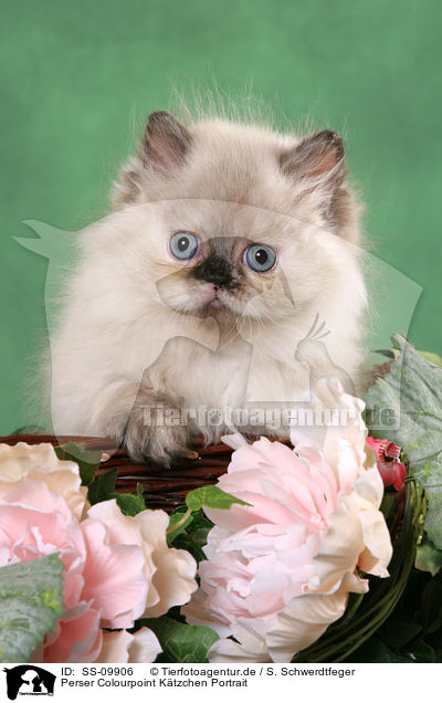 Perser Colourpoint Ktzchen Portrait / persian kitten colourpoint portrait / SS-09906