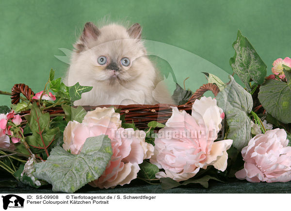 Perser Colourpoint Ktzchen Portrait / persian kitten colourpoint portrait / SS-09908