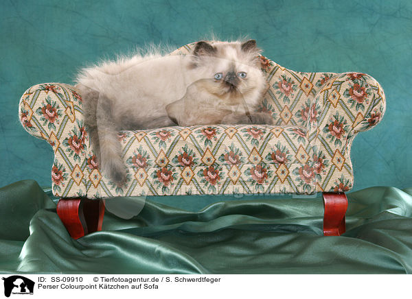Perser Colourpoint Ktzchen auf Sofa / persian kitten colourpoint on sofa / SS-09910