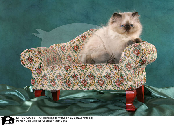 Perser Colourpoint Ktzchen auf Sofa / persian kitten colourpoint on sofa / SS-09913
