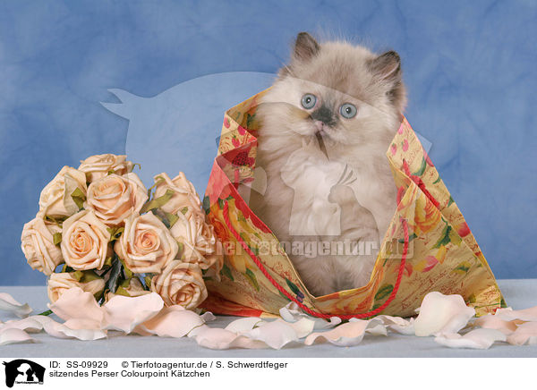 sitzendes Perser Colourpoint Ktzchen / sitting persian kitten colourpoint / SS-09929