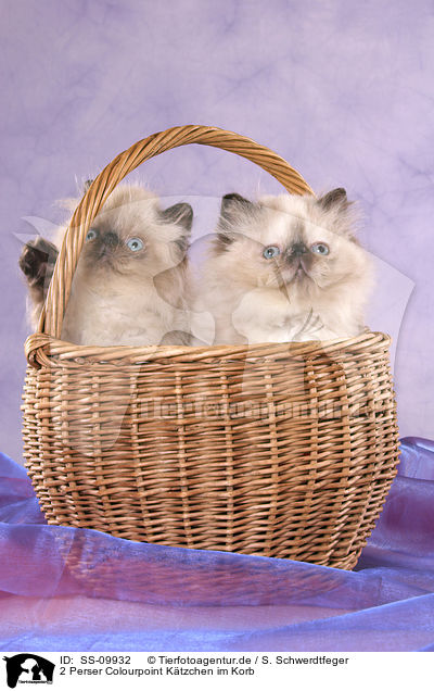 2 Perser Colourpoint Ktzchen im Korb / 2 persian kitten colourpoint in basket / SS-09932