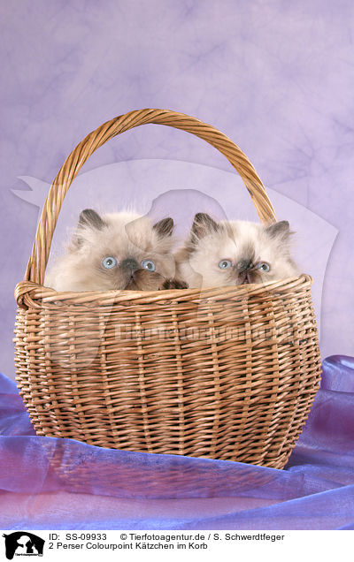2 Perser Colourpoint Ktzchen im Korb / 2 persian kitten colourpoint in basket / SS-09933