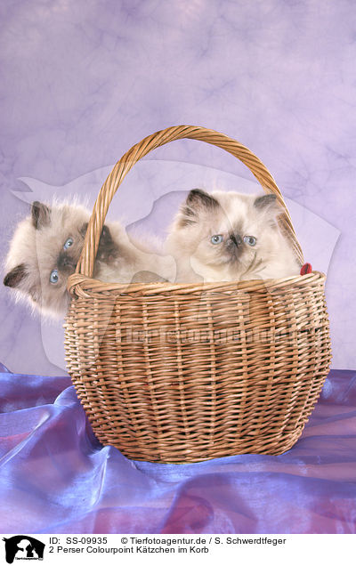 2 Perser Colourpoint Ktzchen im Korb / 2 persian kitten colourpoint in basket / SS-09935