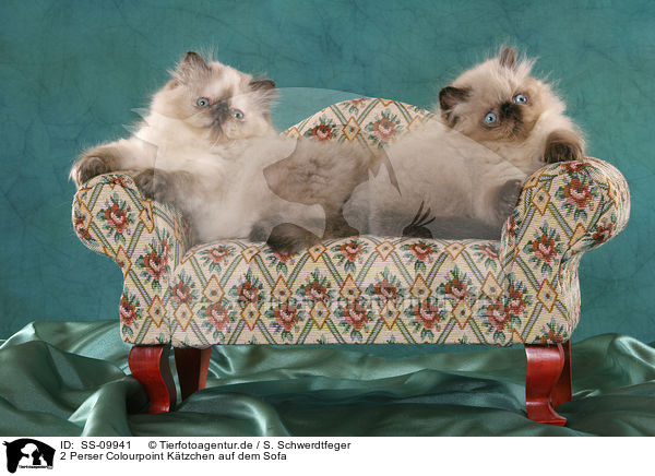 2 Perser Colourpoint Ktzchen auf dem Sofa / 2 persian kitten colourpoint on sofa / SS-09941