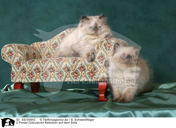 2 Perser Colourpoint Ktzchen auf dem Sofa / 2 persian kitten colourpoint on sofa / SS-09943