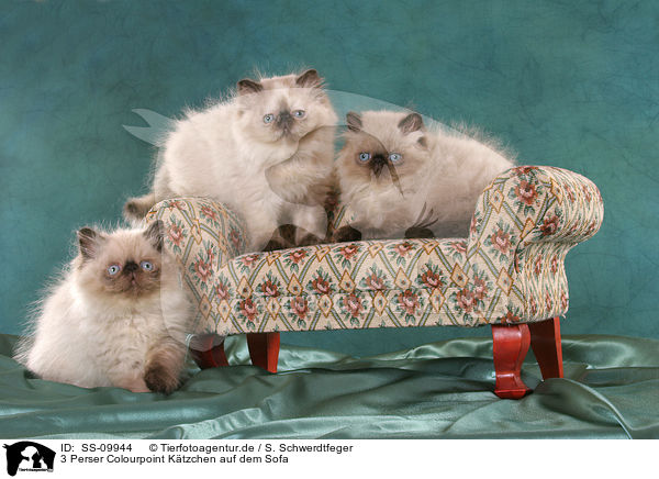 3 Perser Colourpoint Ktzchen auf dem Sofa / 3 persian kitten colourpoint on sofa / SS-09944