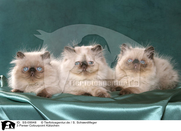 3 Perser Colourpoint Ktzchen / 3 persian kitten colourpoint / SS-09948