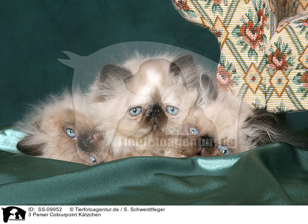 3 Perser Colourpoint Ktzchen / 3 persian kitten colourpoint / SS-09952