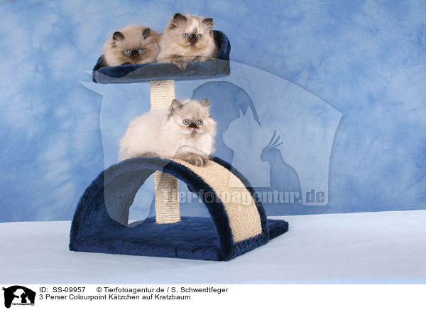 3 Perser Colourpoint Ktzchen auf Kratzbaum / 3 persian kitten colourpoint on cat tree / SS-09957