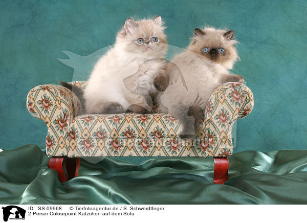 2 Perser Colourpoint Ktzchen auf dem Sofa / 2 Persian Kitten / SS-09968