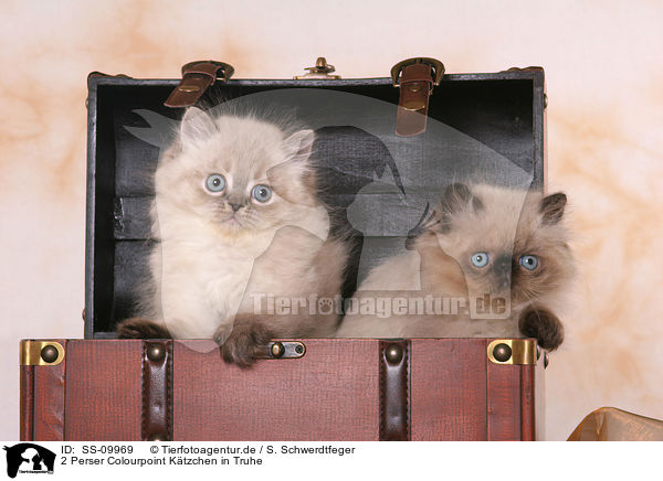 2 Perser Colourpoint Ktzchen in Truhe / 2 Persian Kitten / SS-09969