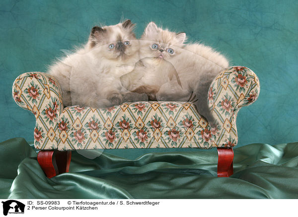 2 Perser Colourpoint K�tzchen / 2 Persian Kitten / SS-09983