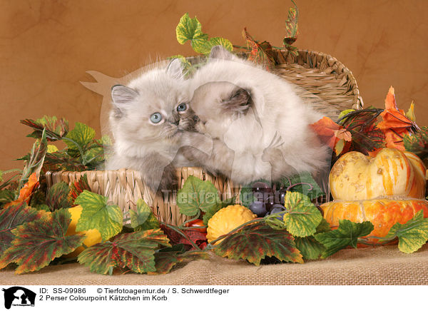 2 Perser Colourpoint Ktzchen im Korb / 2 Persian Kitten / SS-09986