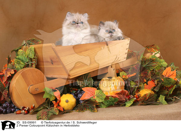 2 Perser Colourpoint Ktzchen in Herbstdeko / 2 Persian Kitten / SS-09991