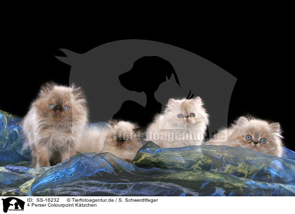 4 Perser Colourpoint Ktzchen / 4 persian kitten colourpoint / SS-16232
