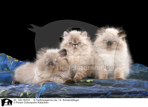 3 Perser Colourpoint Ktzchen / 3 persian kitten colourpoint / SS-16234