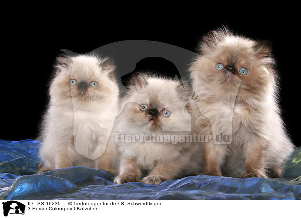 3 Perser Colourpoint Ktzchen / 3 persian kitten colourpoint / SS-16235
