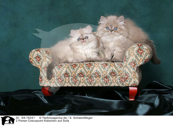 2 Perser Colourpoint Ktzchen auf Sofa / 2 persian kitten colourpoint on sofa / SS-16241
