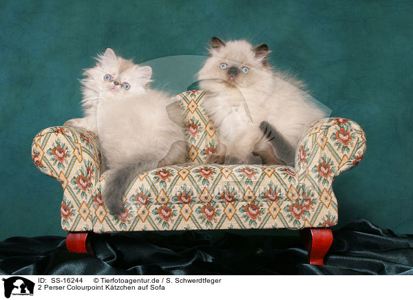 2 Perser Colourpoint Ktzchen auf Sofa / 2 persian kitten colourpoint on sofa / SS-16244