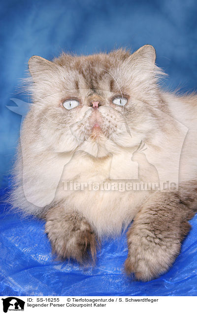 liegender Perser Colourpoint Kater / lying persian cat colourpoint tomcat / SS-16255