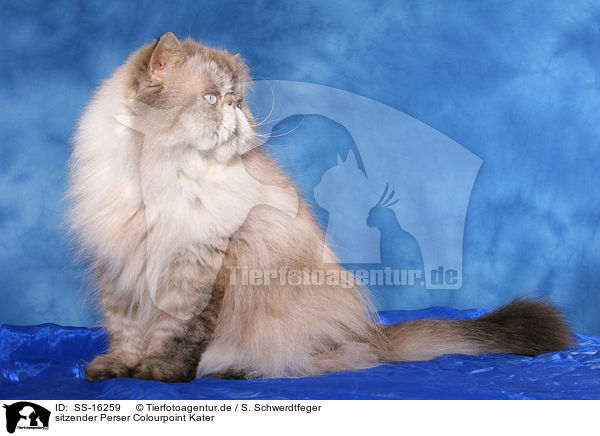 sitzender Perser Colourpoint Kater / sitting persian cat colourpoint / SS-16259