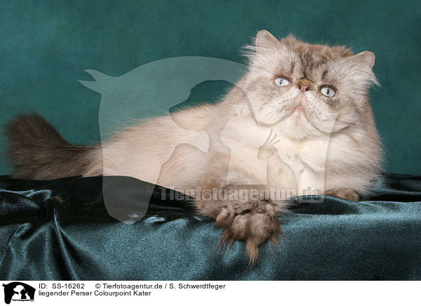 liegender Perser Colourpoint Kater / SS-16262