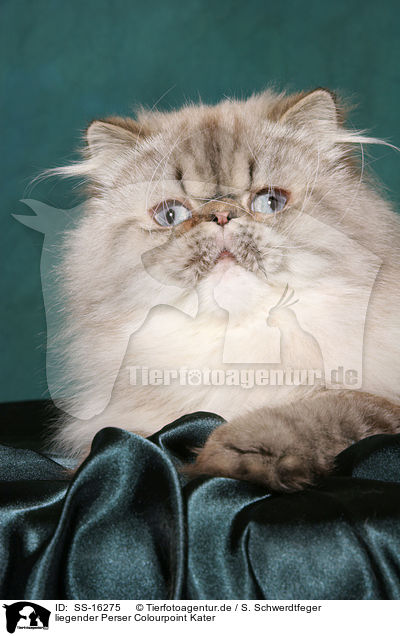 liegender Perser Colourpoint Kater / SS-16275